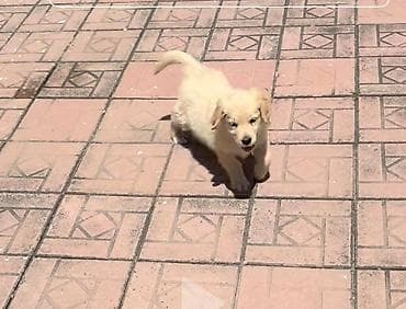 1 aylık doberman: Rotveyler, 3 ay, Erkek — 1