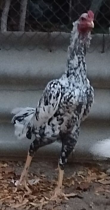 İtlər: Xoruz, il: 1, Ünvandan götürmə — 1