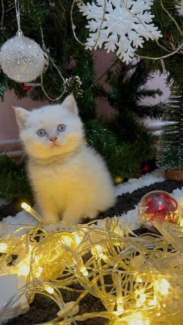 pişik cinsləri: Şinşilla — 1