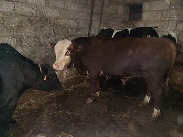 cins inəklərin satışı: Ikdene super cins erkek dana tam saglamdilar saxlamaqada superdiler — 1