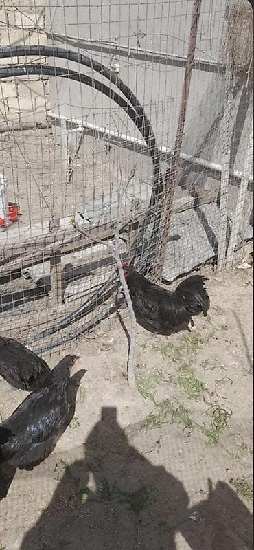 super alabay kl: Məhsul: Qara rəngli toyuq–xoruz dəsti Təsvir: - Tamamilə qara, parlaq — 1