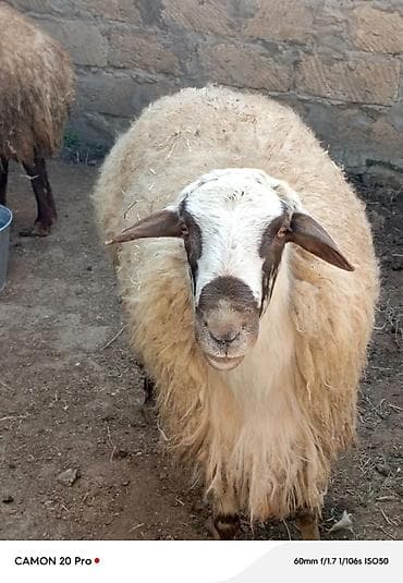 4 ədəd kök qoç kəskilik təmiz ət 15 azn klaqramı