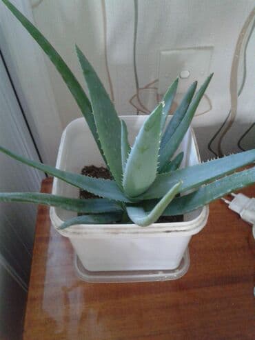 ALOYE VERA Kosmetik ve Dekorativ Novleri QERENFIL Qulu qirmizi Acan