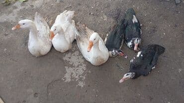 Erkək, Ətlik, Ünvandan götürmə