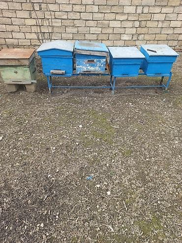 baliq toru satilir: Arıçılıq üçün taxta arı yeşikləri (pətəklər) dəsti. - Material: ağac — 2