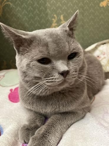 pişim: Şotland, Erkək, Cütləşmə üçün, Ödənişli çatdırılma — 6