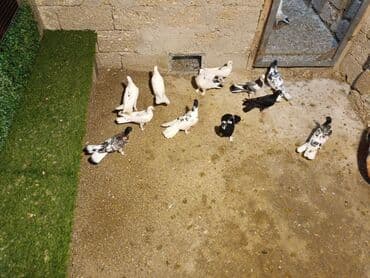 ağ goyərcin: Müxtəlif rənglərdə, o cümlədən ağ, qara və qarışıq naxışlı lələklərə — 2