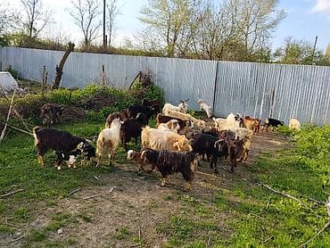 gəncə toyuq satan: Satılır 18 baş ana keci 18 bala keci Videolarını vacafada ata bilərəm — 1