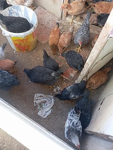 K/t heyvanları və malları: Məhsul: Ev quşları – müxtəlif cinsli toyuqlar Təsvir: - Bir qrup — 1