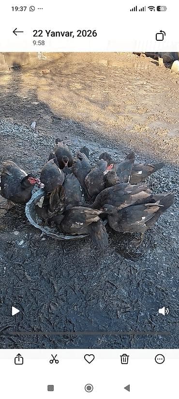 qara australorp: Boz-gümüşü, tünd qara - Qrup şəklində saxlanılır, səhnələrdə həm açıq — 4