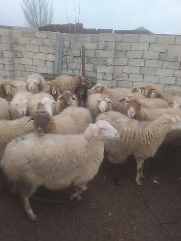 Птицы: Бараны, овцы — 5