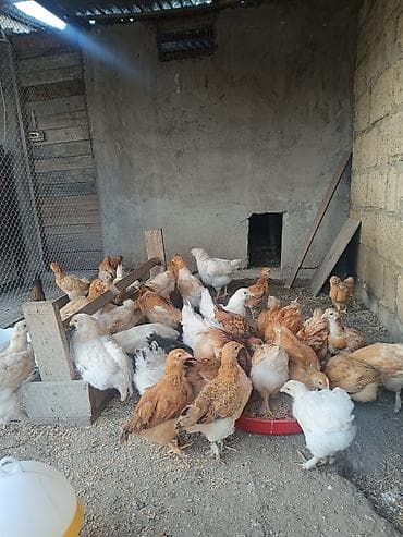 qus satisi: 2 ayliq etlik ve yumurtaliq cins colpalar,saqqali,ayagi tuklu ela — 8