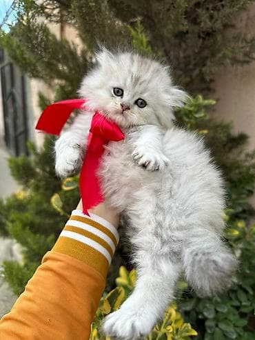 itlerin kreditle satisi: Şotland yastı qulaq, Dişi — 8