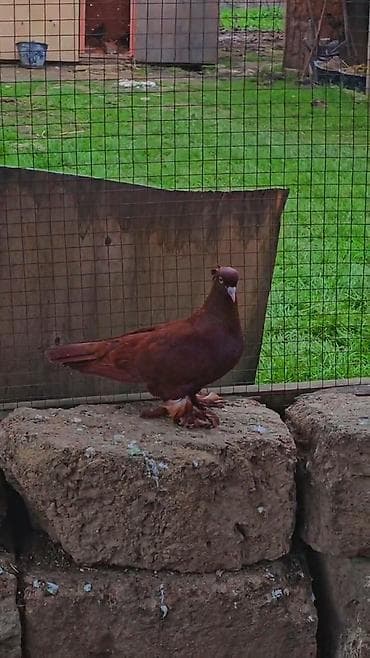 Erekwy bala veren qan qirmzi