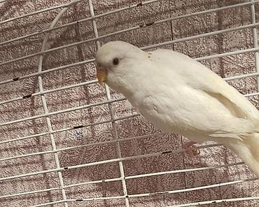 kangal satilik: Albinos dişi bala satılır qiyməti 13 m aşağı yeri yoxdu — 3