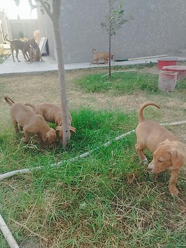 İtlər: Pitbul, 2 ay, Erkek — 1