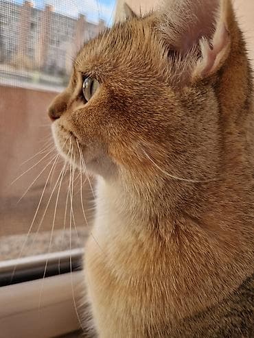 pişik erkək: Qızıl şinşilla, Erkək, Cütləşmə üçün — 2