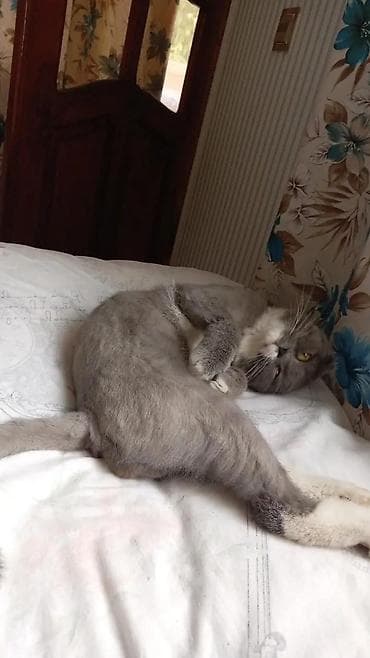 pişik alıram: Şotland yastı qulaq — 7