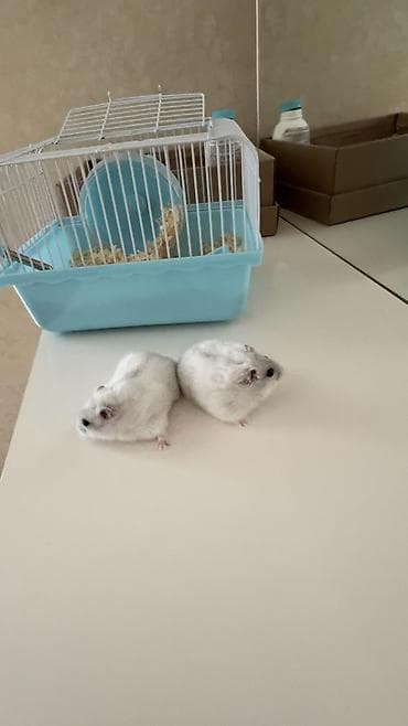 Dovşanlar: Hamster — 1