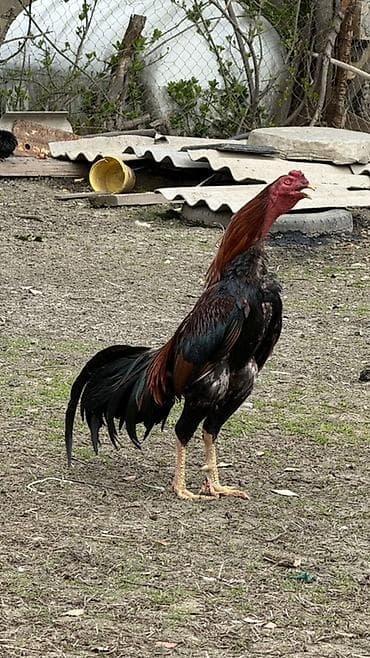 Toyuqlar: Heyratı xoruz satılır 1 yaş 8 aylıq temiz ispan cinsidir Tür — 1