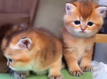 Britan, Dişi, Yaxşı əllərə, Ünvandan götürmə — 2