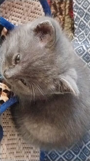 erkey danalar: Şotland, Erkək — 2