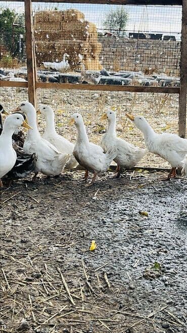 ördək neçə günə bala çıxardır: Ağ və çöl ördəkləri – təsərrüfat üçün ideal sürü - Növ: ağ ev — 2