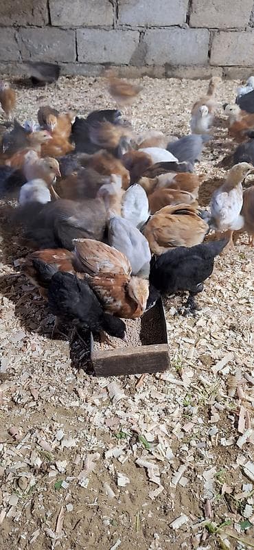 inkubator cucesi: Toyuq cücələri, Damazlıq — 2