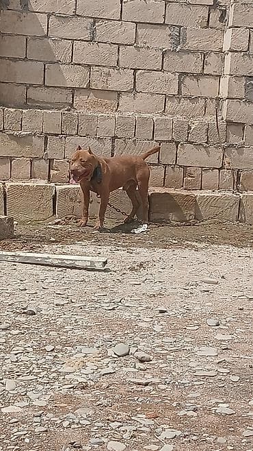 itlerin ucuz qiymete satisi: Pitbul, Erkek — 3