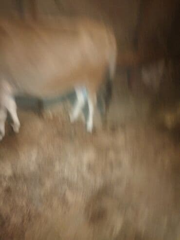 Gəmiricilər: Məhsul: Qoyun/Keçi (fotoda təsərrüfat heyvanı görünür) Təsvir: - — 1