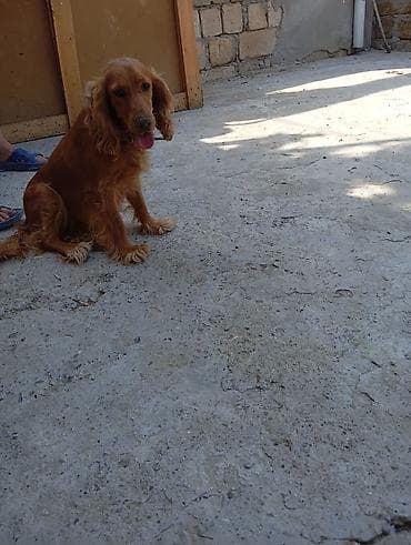 it aliram bakida: Koker spaniyel, 2 il, Dişi, Ödənişli çatdırılma — 4