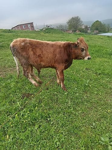 balaca danalar: Riyal alci zengin vursun hevan celilabada 10 ayliq erkeyi dandi 1700 — 4