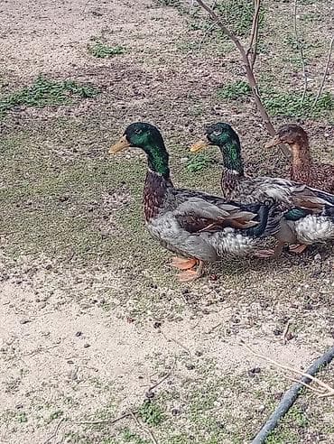 Pişiklər: Erkək, Ətlik — 3