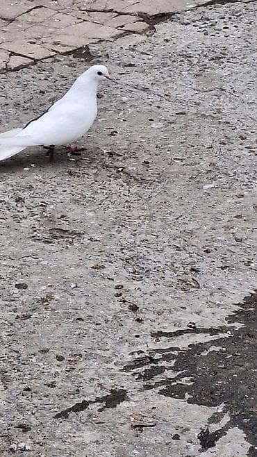 hesterxan qusu: Mayadi Bakidadi Məhsul: Ev göyərçinləri (ağ və ağ-qara rənglər) — 6