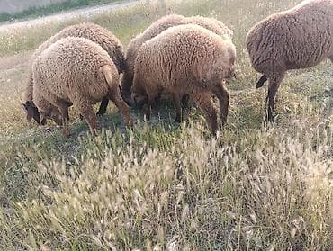 qoclar: Qurbanliq quzular 6 ədədi böyuk buynuzlu satilmir 2 erkəy 4 dişi kom — 4