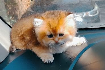 Pişiklər: Qızıl şinşilla — 4