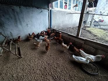 bala it satışı: Toyuq, Damazlıq — 9