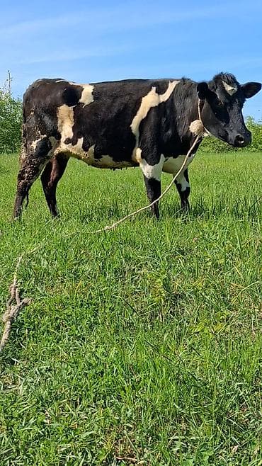 Dişi, Simental, il: 6, Südlük, Ünvandan götürmə