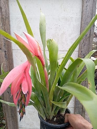 Otaq bitkiləri – rezin ağacı (Ficus elastica) və sionium (Syngonium)