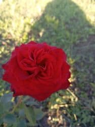 xedice gulu: Saqı Gülçülük – Tərtərin ən gözəl gülləri Bir gül təkcə ətriylə deyil — 20