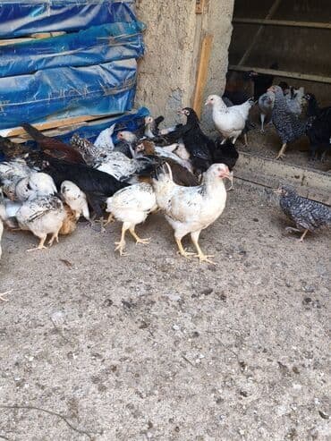 Toyuq, Ətlik, Pulsuz çatdırılma lalafo.az -da Toyuq, Ətlik, Pulsuz çatdırılma