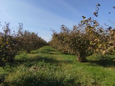 mağazalar üçün obyektlərin icarəsi: 100 sot, Kənd təsərrüfatı, Mülkiyyətçi, Kupça (Çıxarış) — 4