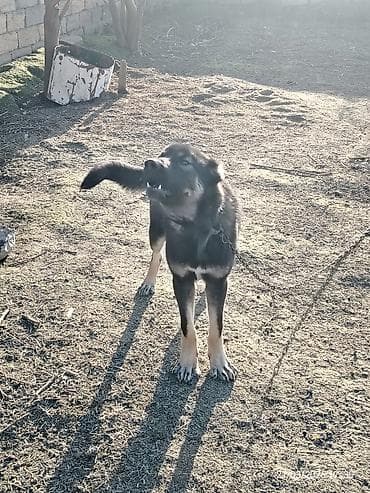 heyvan əşyaları: Satilir erkekdir 10 aylig dir Neftcala rayondadir — 4