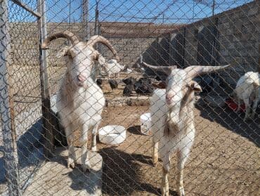 Собаки: Самка, лет: 1, Для разведения, Самовывоз — 6