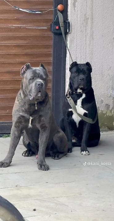 setter it cinsi: Kane-Korso, Peyvəndli — 2