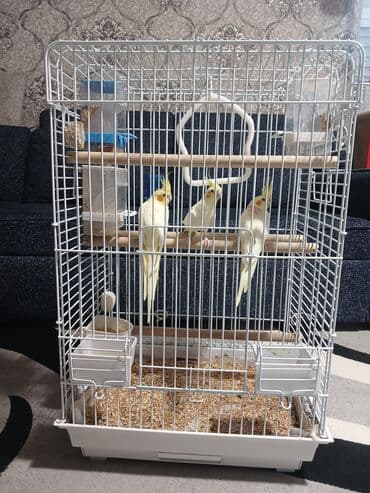 sağlam həyat sağlamlıq mərkəzi: Tam saglam cüt karella 2 dənə balası ilə bir yerdə bahalı qəfəs yem — 3