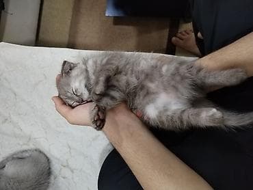 sort pişiklər: Şotland yastı qulaq — 2