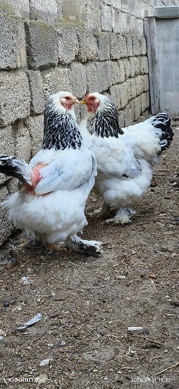 Kənd təsərrüfatı quşları: Toyuq, Brama, Damazlıq, Ünvandan götürmə — 3
