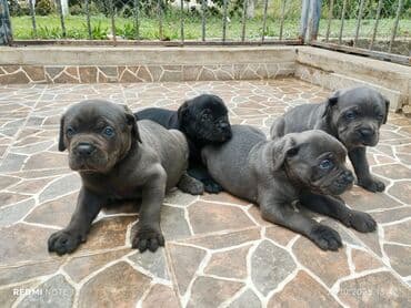 кане корсо цена: Kane-Korso — 24