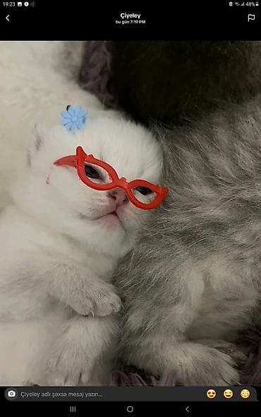 sirvan teze itler satisi: Black Gold Şinşila balaları – satılır - Cins: Şinşila (Black Gold — 3